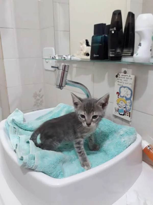 Gato ra a  idade Abaixo de 2 meses nome sofia sara salomé