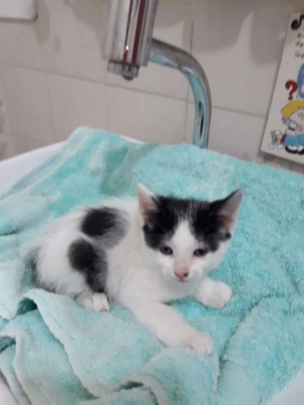 Gato ra a  idade Abaixo de 2 meses nome sofia sara salomé