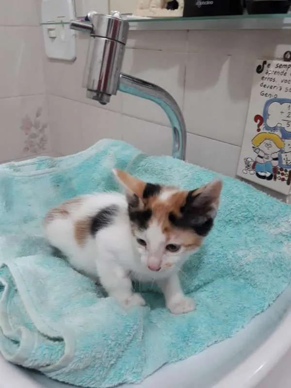 Gato ra a  idade Abaixo de 2 meses nome sofia sara salomé