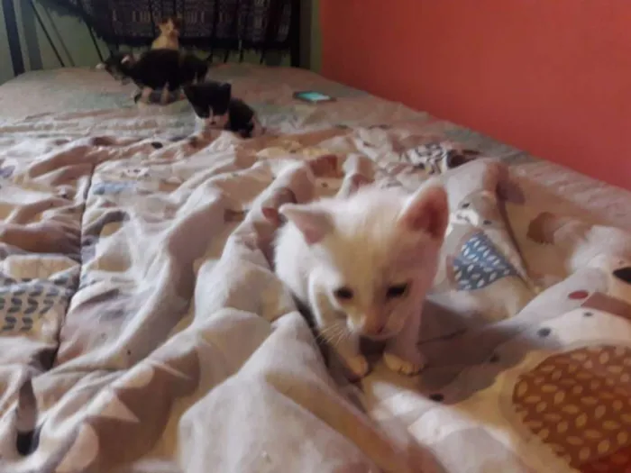 Gato ra a  idade Abaixo de 2 meses nome sofia sara salomé