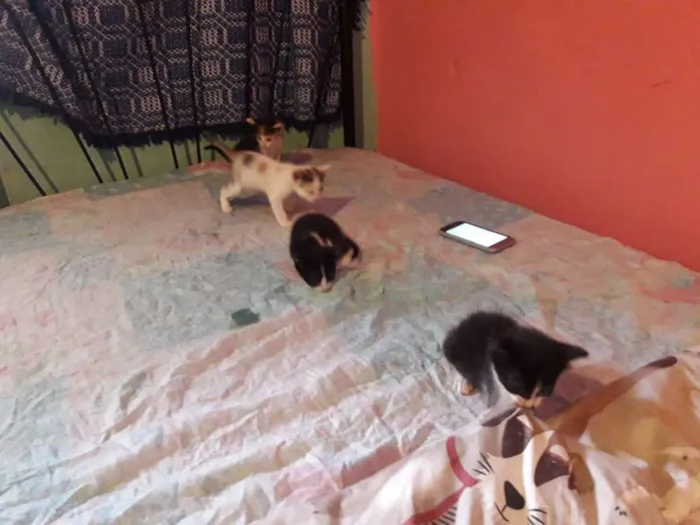 Gato ra a  idade Abaixo de 2 meses nome sofia sara salomé