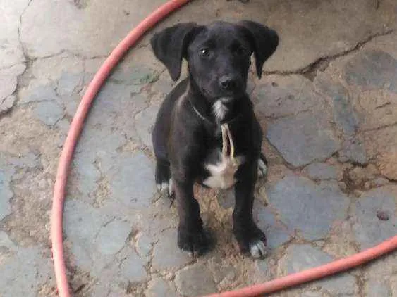 Cachorro ra a Srd idade 2 a 6 meses nome Sem nome 