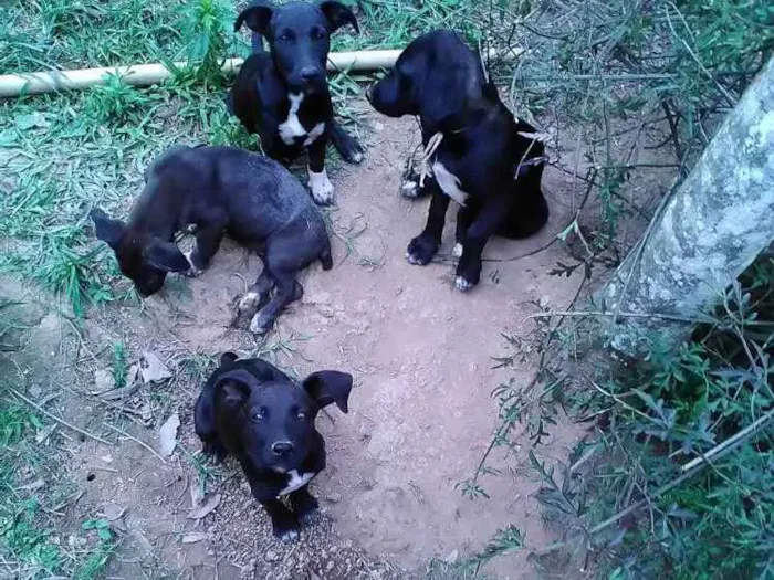 Cachorro ra a Srd idade 2 a 6 meses nome Sem nome 