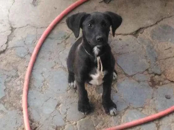 Cachorro ra a Srd idade 2 a 6 meses nome Sem nome 