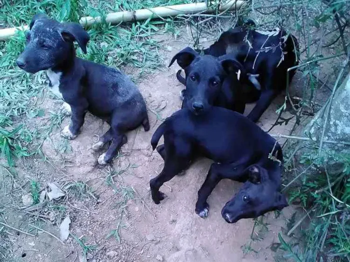 Cachorro ra a Srd idade 2 a 6 meses nome Sem nome 