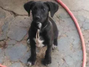 Cachorro raça Srd idade 2 a 6 meses nome Sem nome 