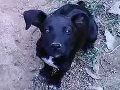 Cachorro ra a Srd idade 2 a 6 meses nome Sem nome 