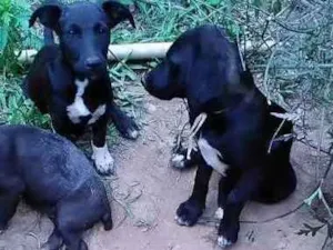 Cachorro raça Srd idade 2 a 6 meses nome Sem nome 