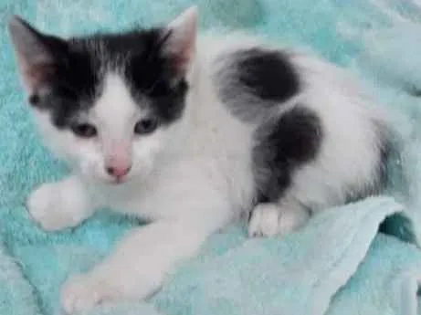 Gato ra a  idade Abaixo de 2 meses nome sofia sara salomé
