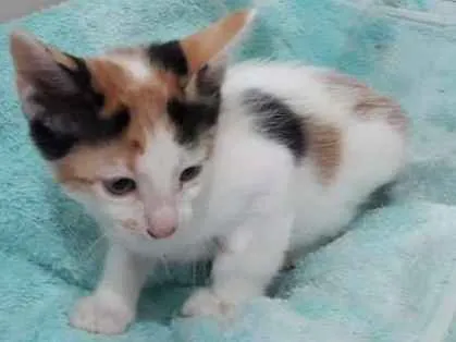 Gato ra a  idade Abaixo de 2 meses nome sofia sara salomé