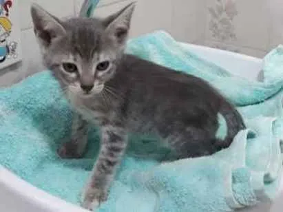 Gato ra a  idade Abaixo de 2 meses nome sofia sara salomé