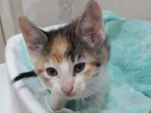 Gato ra a  idade Abaixo de 2 meses nome sofia sara salomé