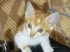 Gato raça  idade Abaixo de 2 meses nome Cuxi
