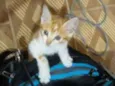 Cuxi