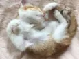 Cuxi