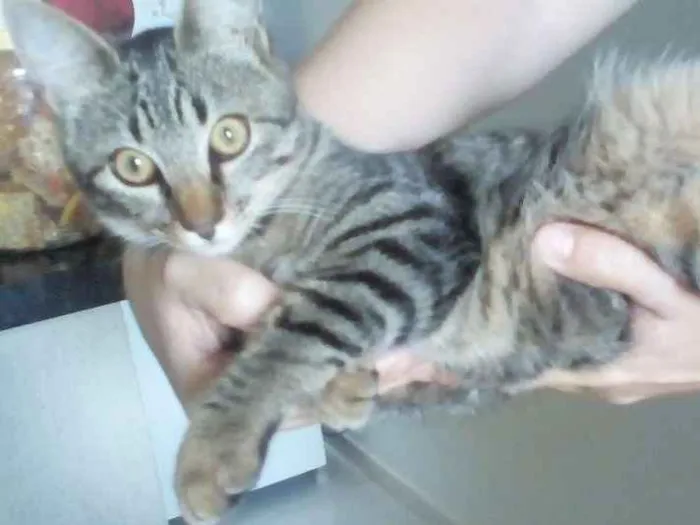 Gato ra a SRD idade 2 a 6 meses nome Pétala