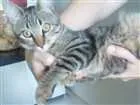 Gato raça SRD idade 2 a 6 meses nome Pétala