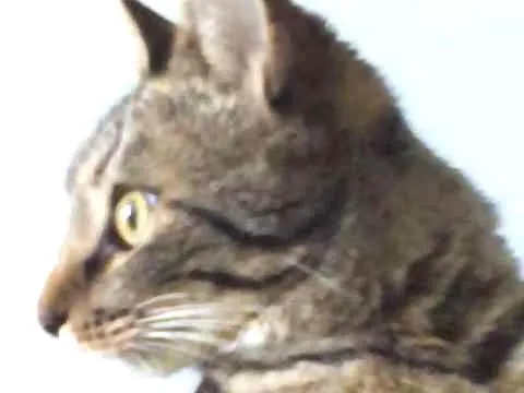 Gato ra a SRD idade 2 a 6 meses nome Pétala