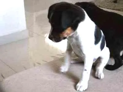Cachorro ra a SRD idade Abaixo de 2 meses nome sem nome
