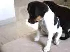 Cachorro raça SRD idade Abaixo de 2 meses nome sem nome