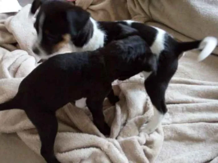 Cachorro ra a SRD idade Abaixo de 2 meses nome sem nome