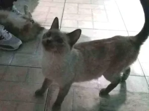 Gato raça Siamês  idade 2 anos nome Nina