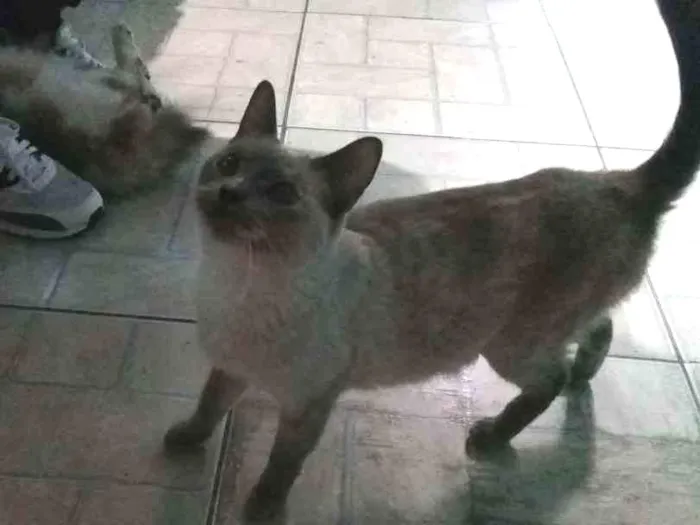 Gato ra a Siamês  idade 2 anos nome Nina