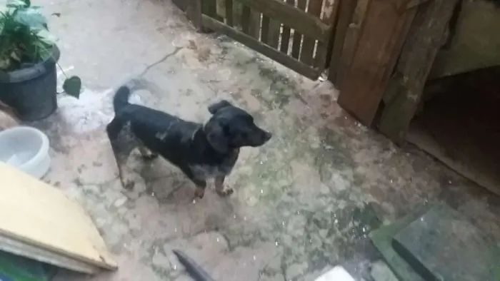 Cachorro ra a Mistura idade 2 a 6 meses nome Baixinho