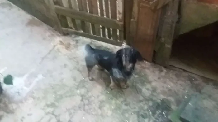 Cachorro ra a Mistura idade 2 a 6 meses nome Baixinho