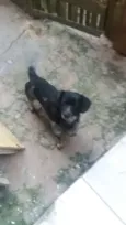 Baixinho
