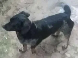 Cachorro raça Mistura idade 2 a 6 meses nome Baixinho