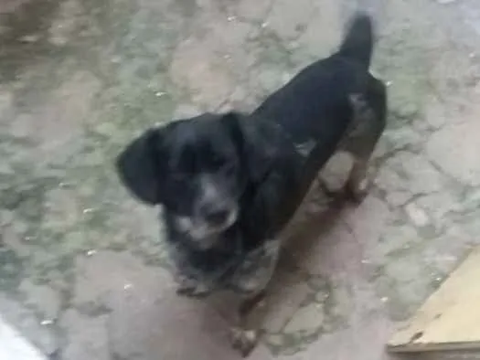 Cachorro ra a Mistura idade 2 a 6 meses nome Baixinho