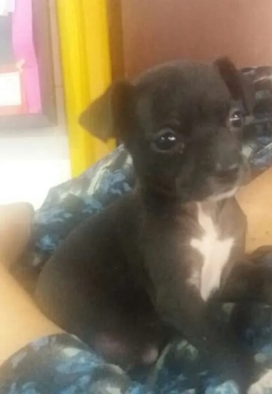 Cachorro ra a srd idade 2 a 6 meses nome Biju