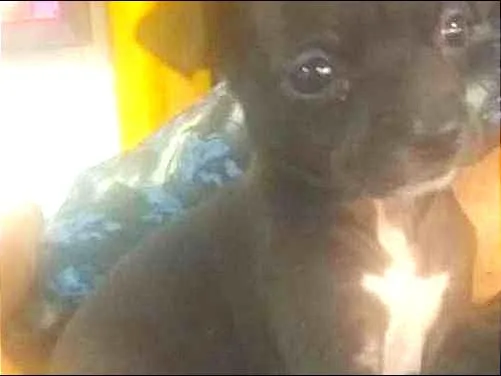 Cachorro ra a srd idade 2 a 6 meses nome Biju