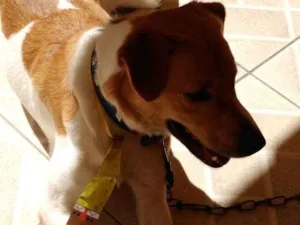 Cachorro raça  idade 1 ano nome Paçoca