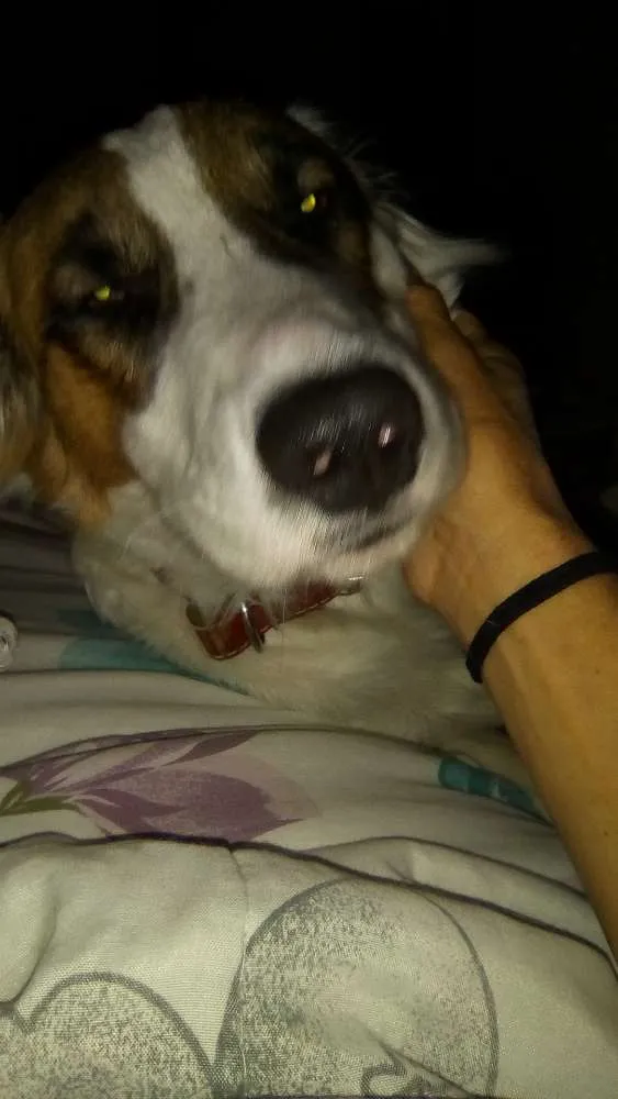 Cachorro raça Rnd idade 1 ano nome Lorde 