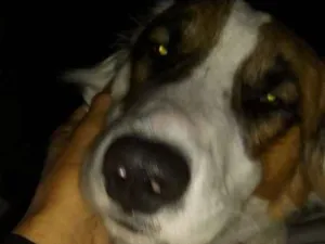 Cachorro raça Rnd idade 1 ano nome Lorde 