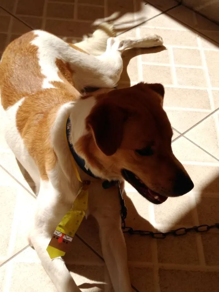Cachorro ra a  idade 1 ano nome Paçoca