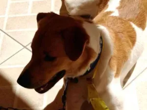Cachorro raça  idade 1 ano nome Paçoca
