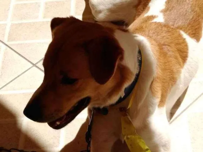 Cachorro ra a  idade 1 ano nome Paçoca