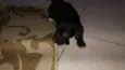 Bella