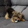 Bolt