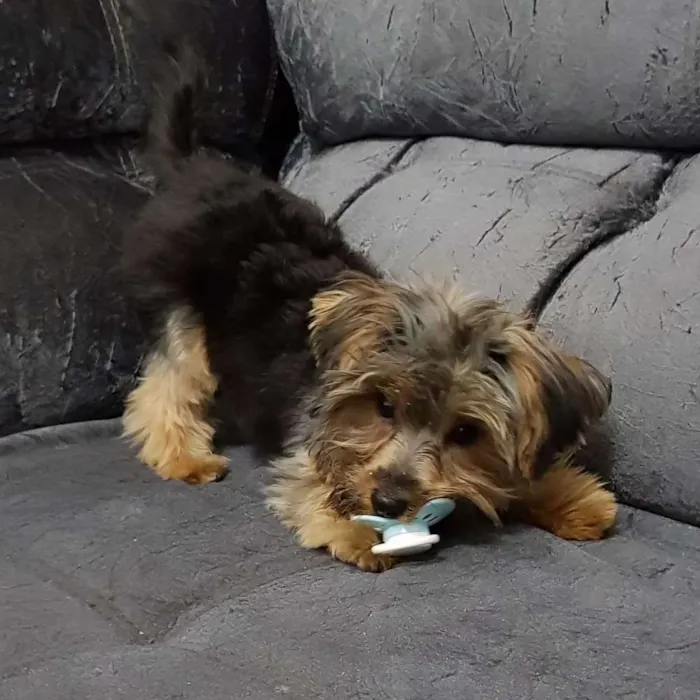 Cachorro ra a Yorkshire idade  nome Bolt