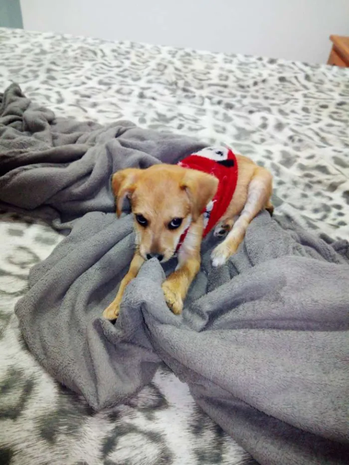 Cachorro ra a vira latas idade 2 a 6 meses nome Bernardo e Bianca