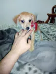 Bernardo e Bianca
