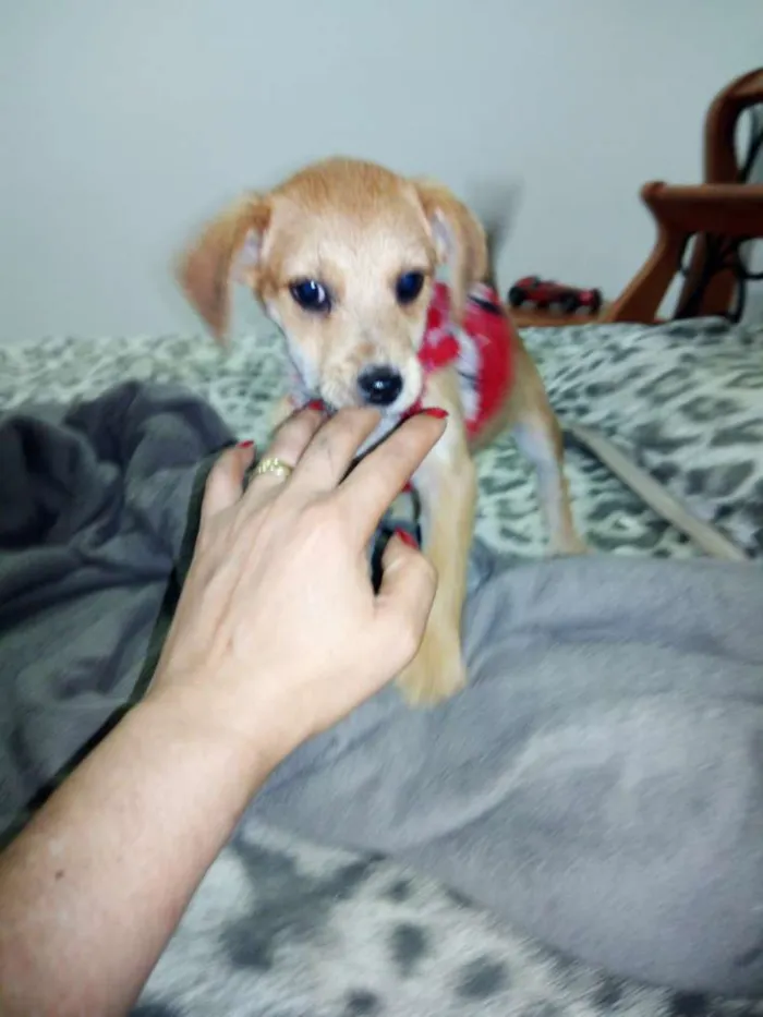 Cachorro ra a vira latas idade 2 a 6 meses nome Bernardo e Bianca