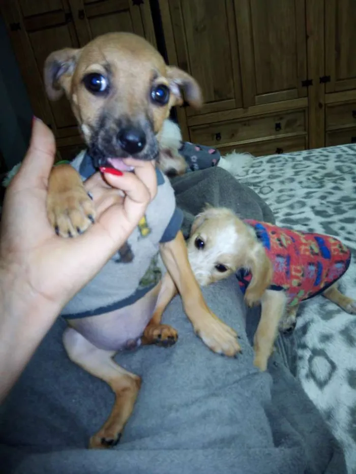 Cachorro ra a vira latas idade 2 a 6 meses nome Bernardo e Bianca