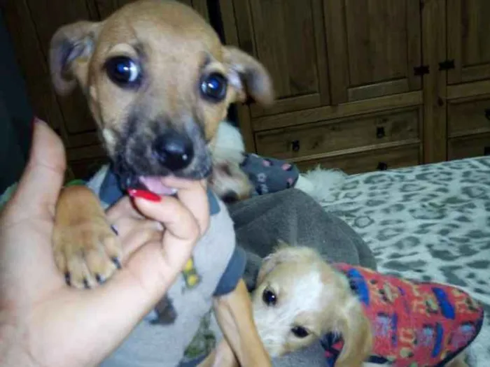 Cachorro ra a vira latas idade 2 a 6 meses nome Bernardo e Bianca
