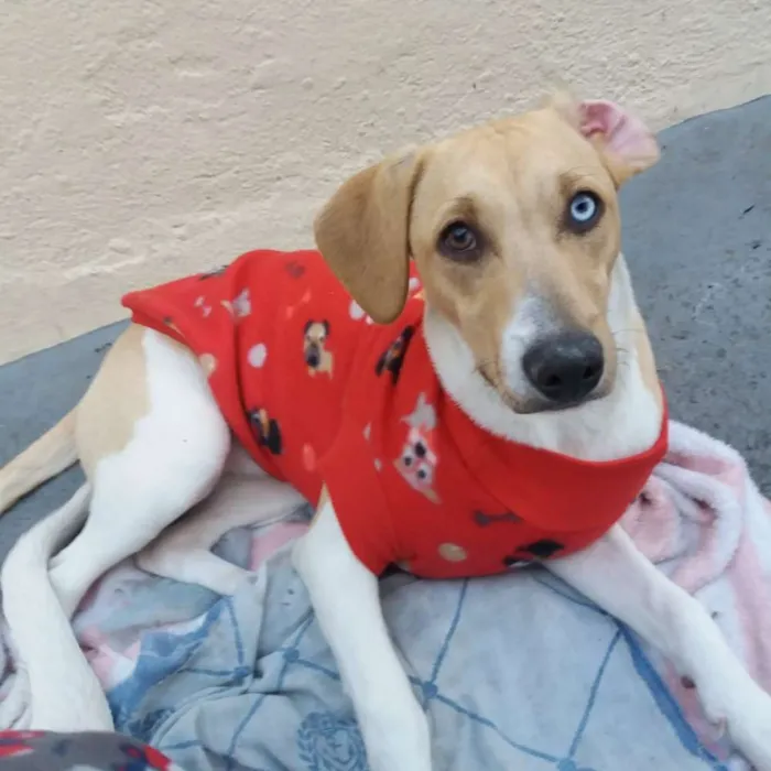 Cachorro ra a vira latas idade 2 a 6 meses nome Pedrita