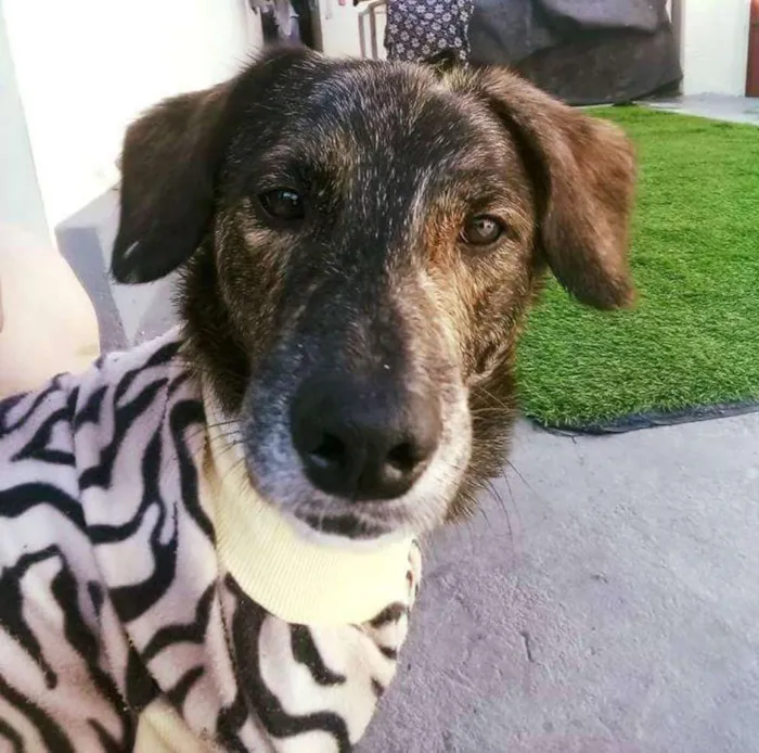 Cachorro ra a vira latas idade 2 anos nome Tigrão